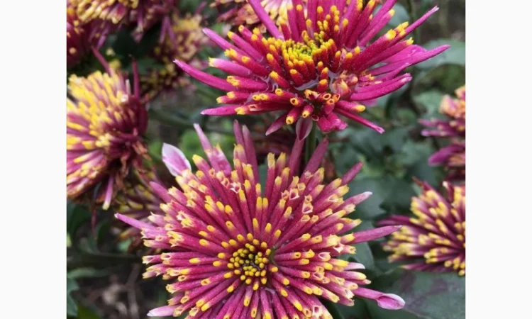 Маточник хризантемы крупноцветковой недорого - фото № 6