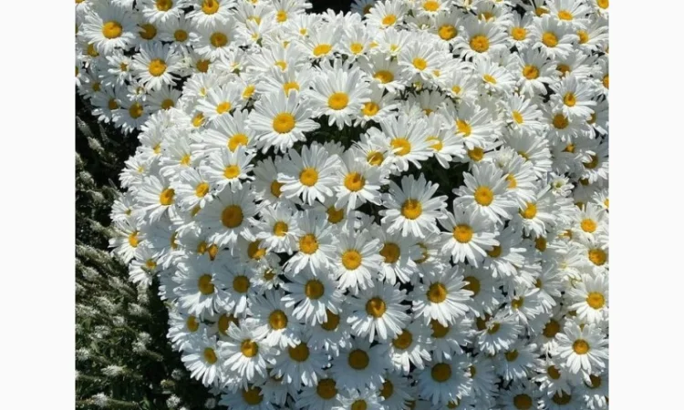 Маточник хризантемы крупноцветковой недорого - фото № 5