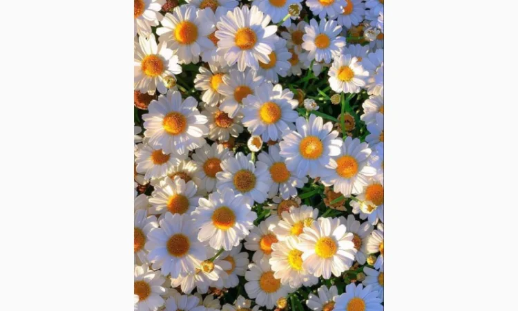 Маточник хризантемы крупноцветковой недорого - фото № 4