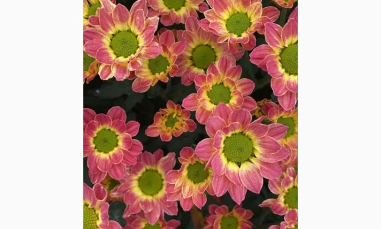 Маточник хризантемы крупноцветковой недорого - фото № 3