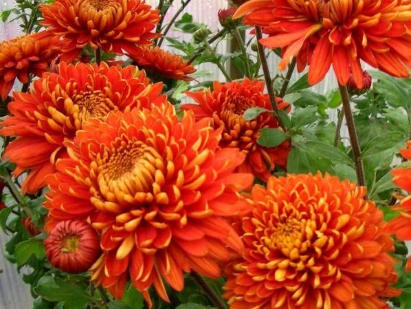 Маточник хризантемы крупноцветковой недорого - фото № 11