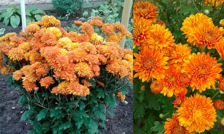 Маточник хризантемы крупноцветковой недорого - фото № 10