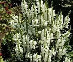 Физостегия розовая и белая по выгодной цене - фото № 2