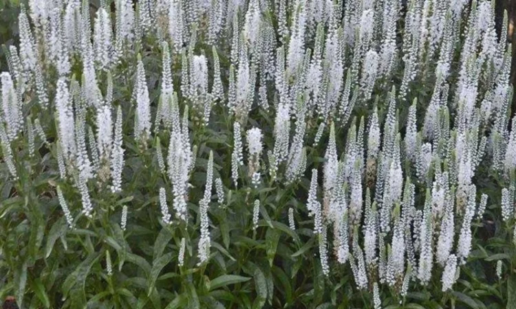 Физостегия розовая и белая по выгодной цене - фото № 5