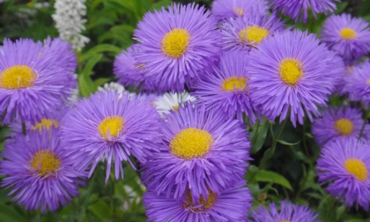 Альпийская сиреневая и голубая ромашка в наличии - фото № 1