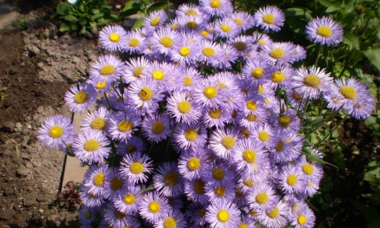 Альпийская сиреневая и голубая ромашка в наличии - фото № 12