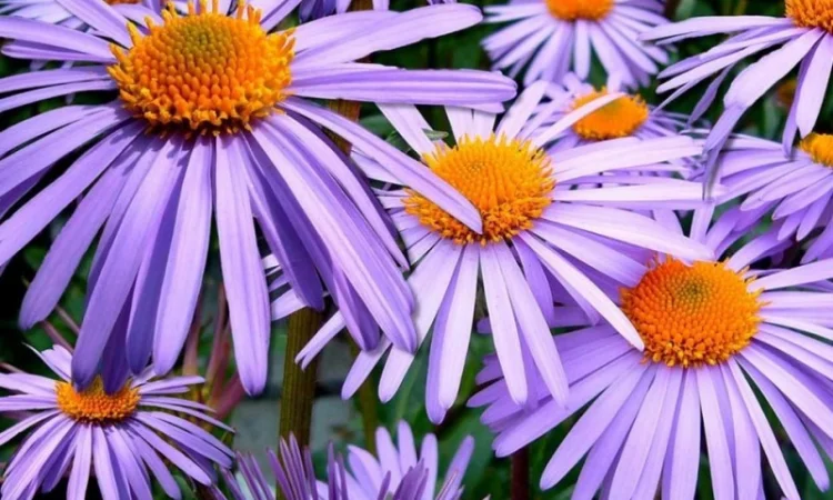 Альпийская сиреневая и голубая ромашка в наличии - фото № 6