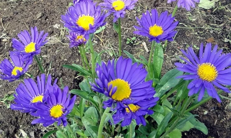 Альпийская сиреневая и голубая ромашка в наличии - фото № 3