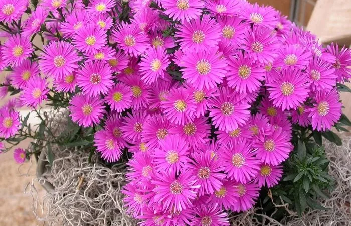 Альпийская сиреневая и голубая ромашка в наличии - фото № 4