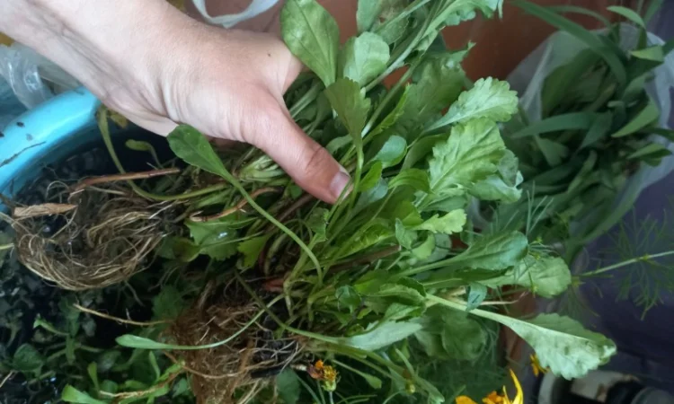 Альпийская сиреневая и голубая ромашка в наличии - фото № 5