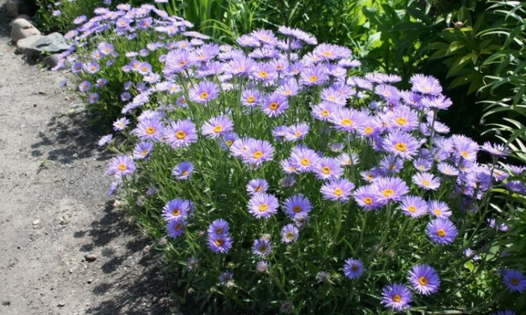 Альпийская сиреневая и голубая ромашка в наличии - фото № 7