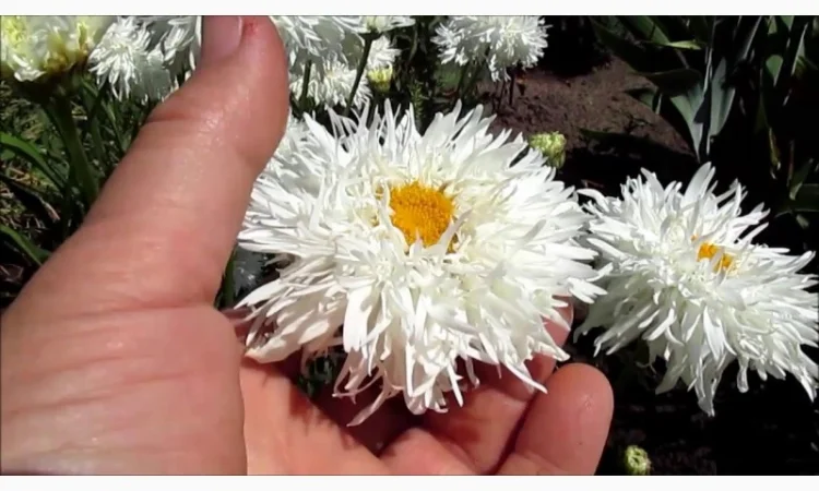 Альпийская сиреневая и голубая ромашка в наличии - фото № 8