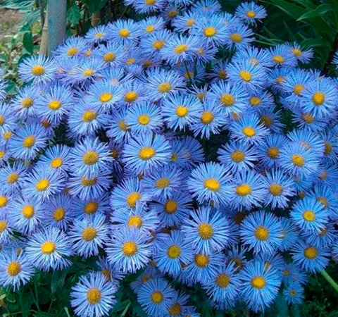 Альпийская сиреневая и голубая ромашка в наличии - фото № 9