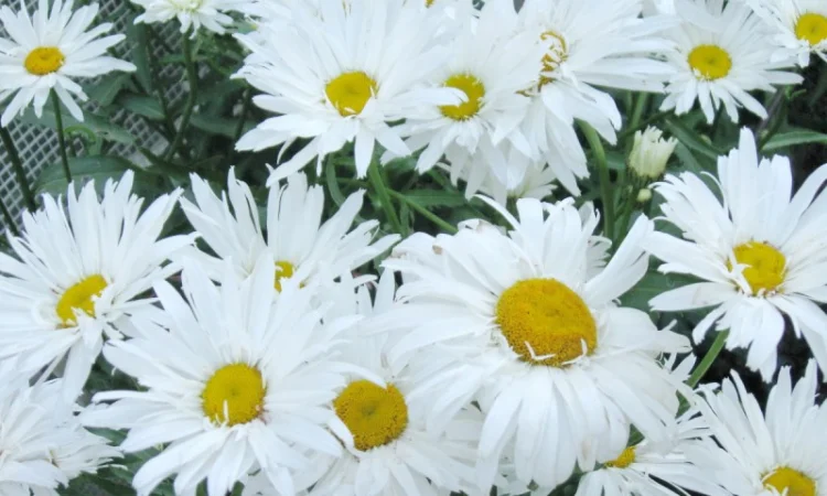 Альпийская сиреневая и голубая ромашка в наличии - фото № 10