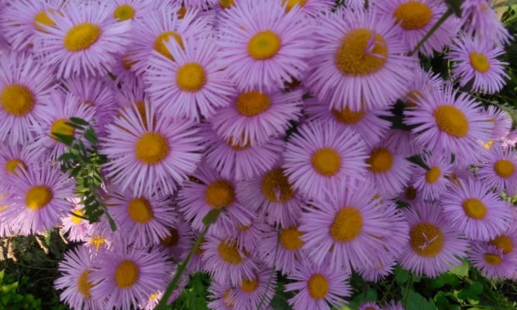 Альпийская сиреневая и голубая ромашка в наличии - фото № 11