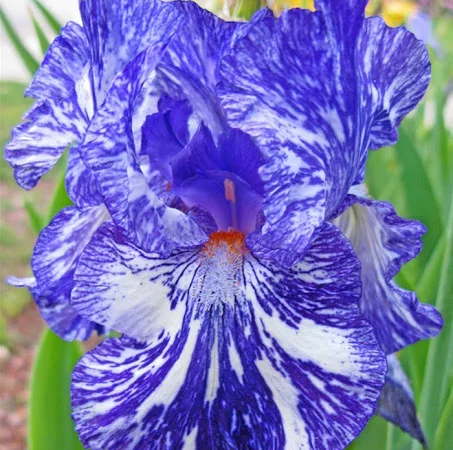 Высокорослые ирисы редкие цвета - фото № 1