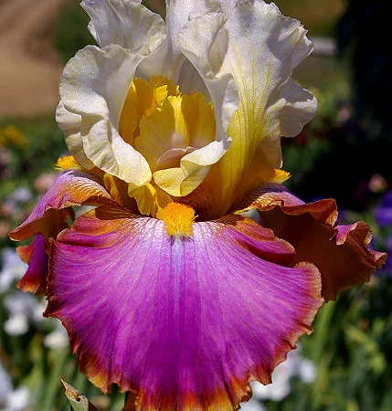 Высокорослые ирисы редкие цвета - фото № 10