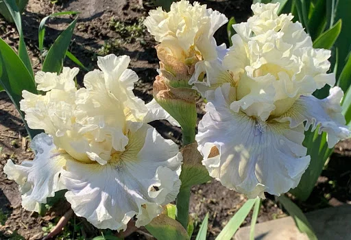 Высокорослые ирисы редкие цвета - фото № 9