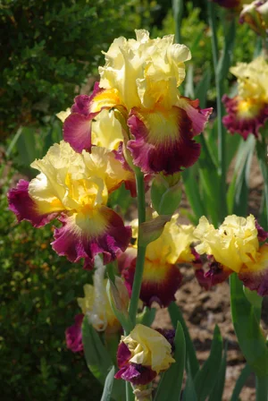 Высокорослые ирисы редкие цвета - фото № 6