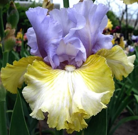 Высокорослые ирисы редкие цвета - фото № 5