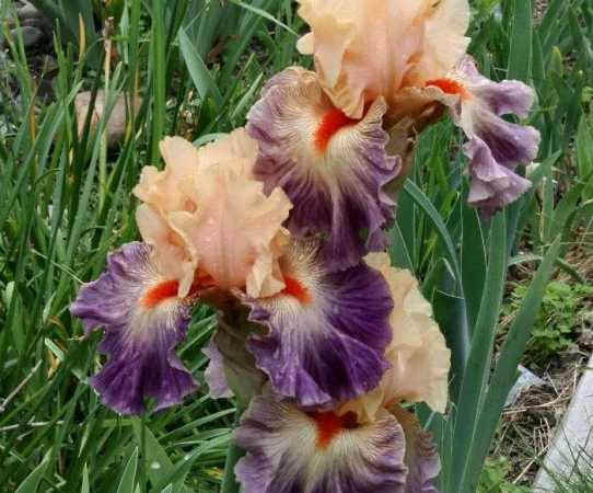 Высокорослые ирисы редкие цвета - фото № 4