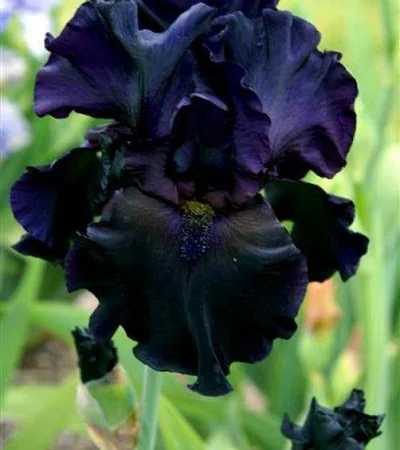 Высокорослые ирисы редкие цвета - фото № 18