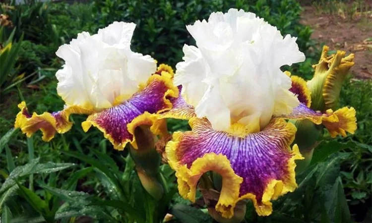 Высокорослые ирисы редкие цвета - фото № 3