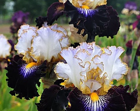 Высокорослые ирисы редкие цвета - фото № 17