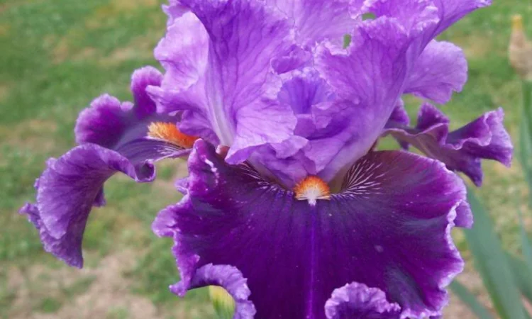 Высокорослые ирисы редкие цвета - фото № 16