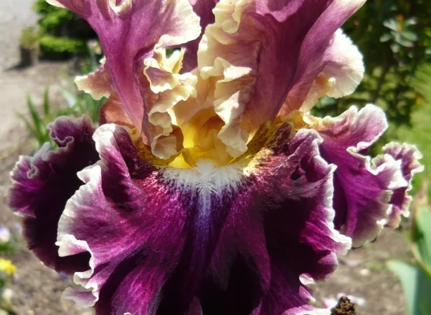 Высокорослые ирисы редкие цвета - фото № 14