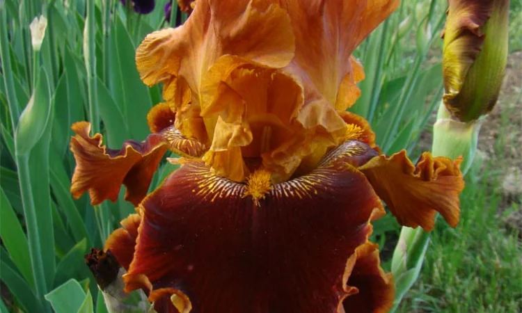 Высокорослые ирисы редкие цвета - фото № 13