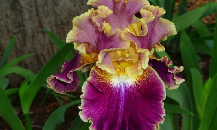 Высокорослые ирисы редкие цвета - фото № 12