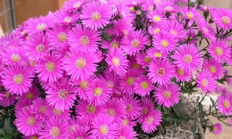 Мелколепестник крупный куст недорого 69 грн - фото № 1