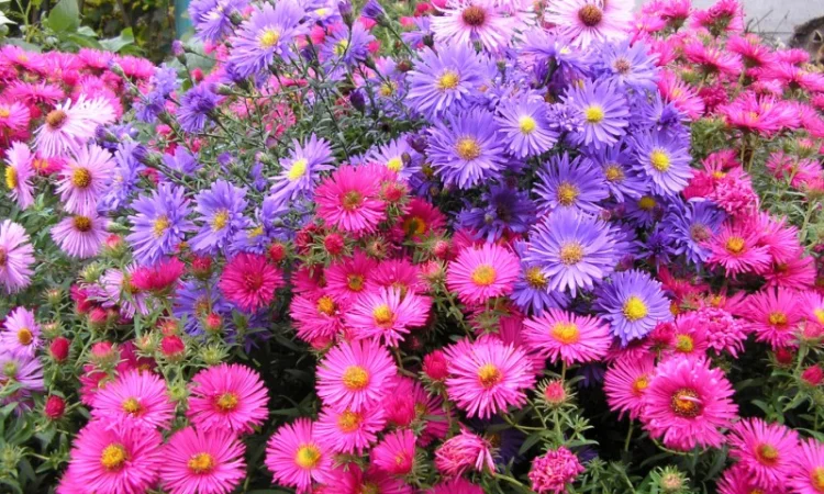 Мелколепестник крупный куст недорого 69 грн - фото № 10