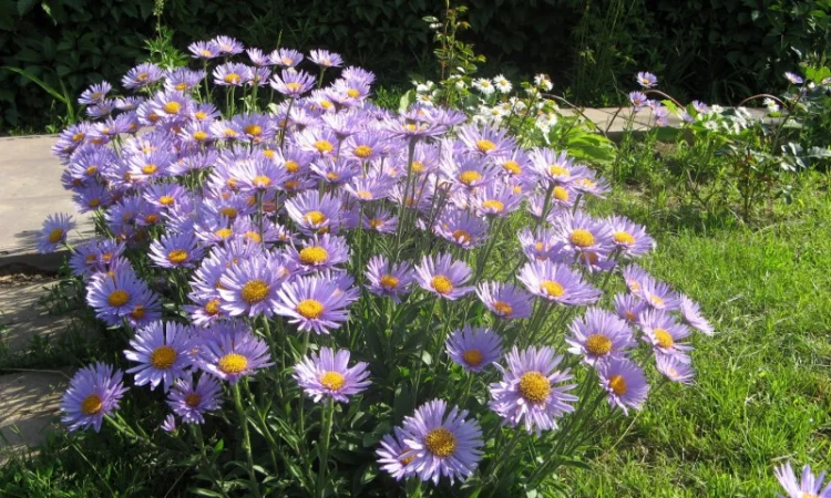 Мелколепестник крупный куст недорого 69 грн - фото № 11