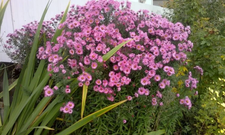 Мелколепестник крупный куст недорого 69 грн - фото № 12