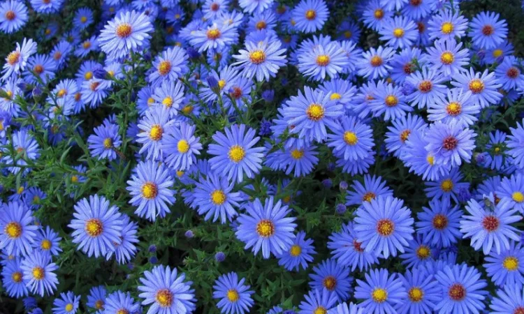 Мелколепестник крупный куст недорого 69 грн - фото № 2