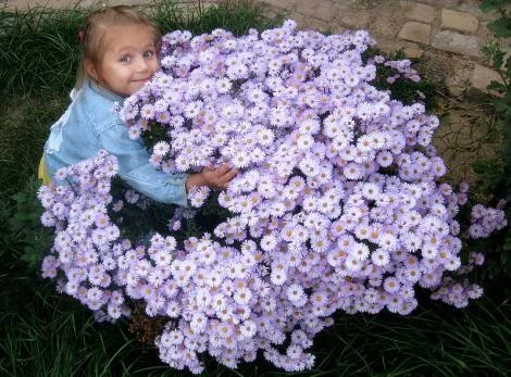 Мелколепестник крупный куст недорого 69 грн - фото № 3