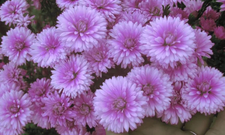 Мелколепестник крупный куст недорого 69 грн - фото № 4