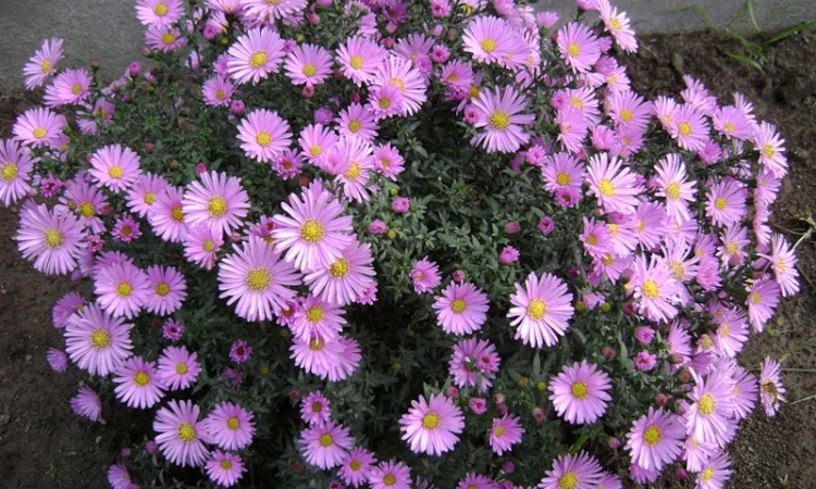 Мелколепестник крупный куст недорого 69 грн - фото № 6