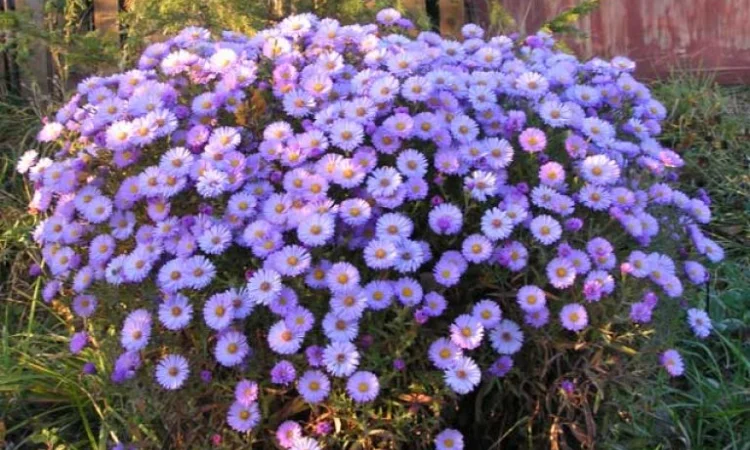 Мелколепестник крупный куст недорого 69 грн - фото № 8