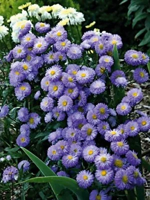 Мелколепестник крупный куст недорого 69 грн - фото № 9