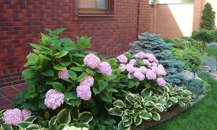 Хоста королевская Wide Brim всего за 99 грн - фото № 4