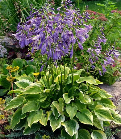 Хоста королевская Wide Brim всего за 99 грн - фото № 5