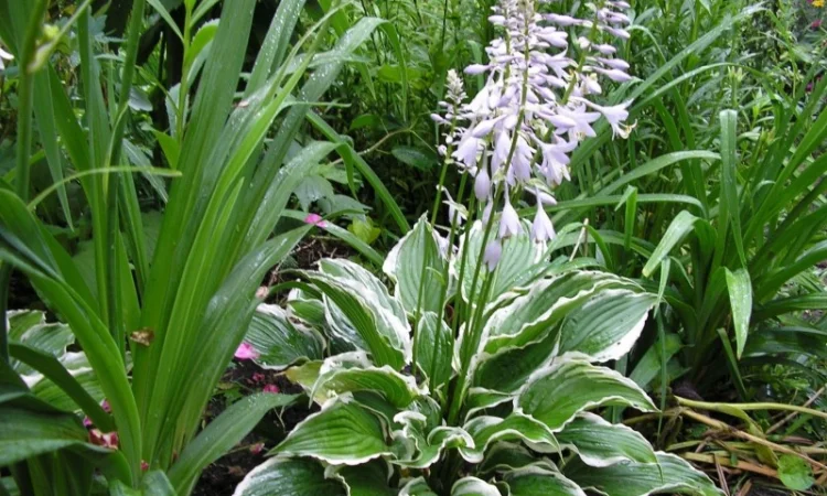 Хоста королевская Wide Brim всего за 99 грн - фото № 6