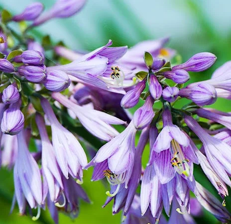 Хоста королевская Wide Brim всего за 99 грн - фото № 7