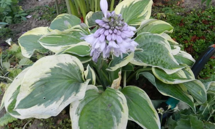 Хоста королевская Wide Brim всего за 99 грн - фото № 8