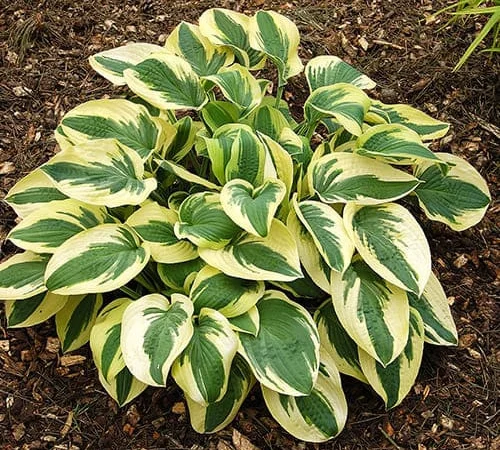 Хоста королевская Wide Brim всего за 99 грн - фото № 9