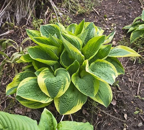 Хоста королевская Wide Brim всего за 99 грн - фото № 3