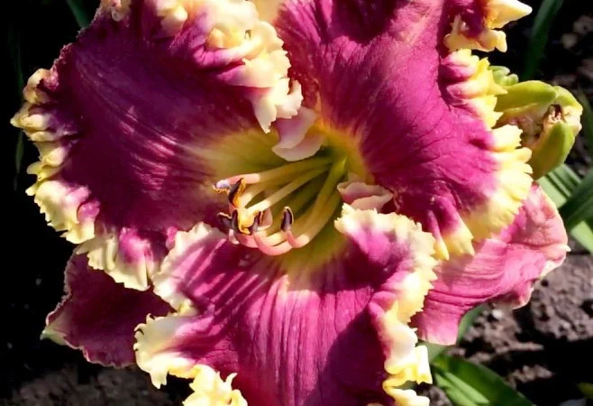 Лилейники махровые крупные новые сорта дешево - фото № 1